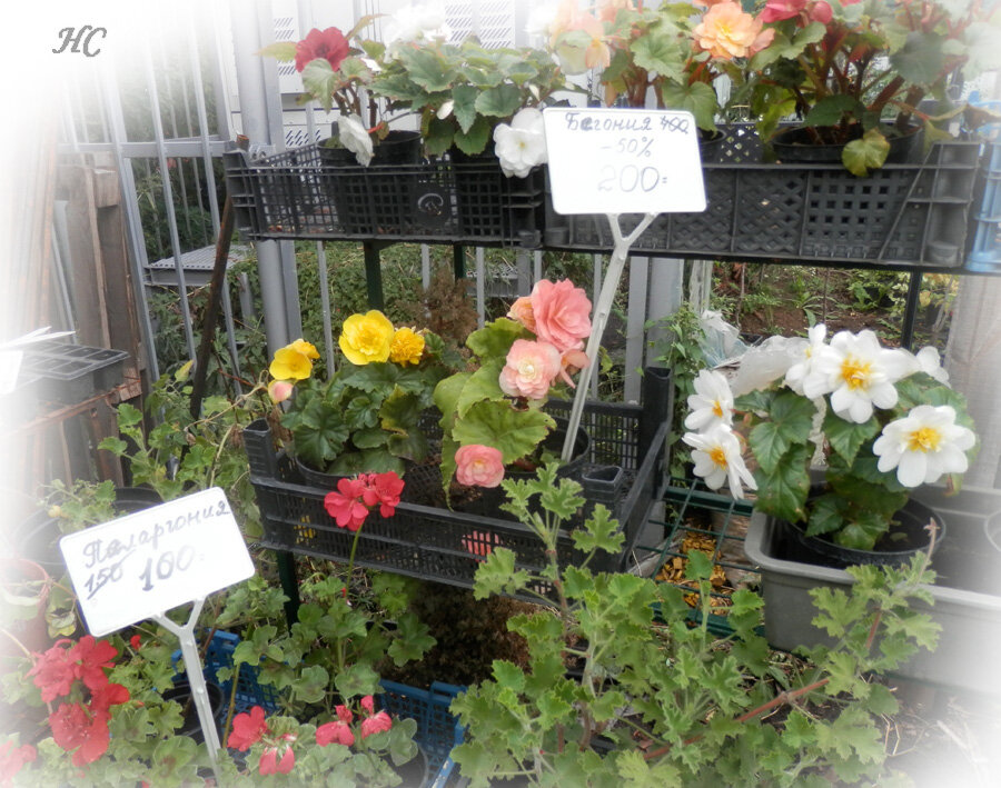 Фото Нины Стрелковой.