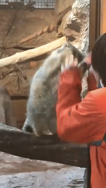 Поиграй с манулом