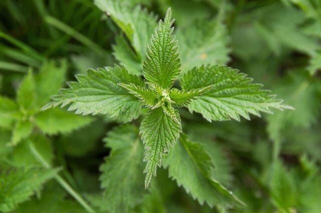 Крапива жгучая
