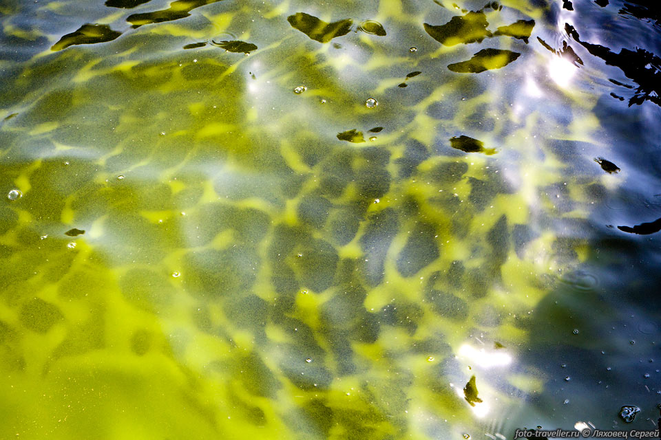 Водоросли цветут. Фитопланктон цветение воды. Диатомовые водоросли цветение воды. Цветение воды цианобактерии. Диатомовые водоросли в пруду.