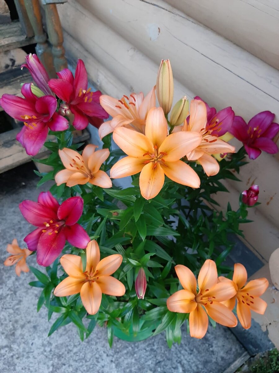 У вас когда-нибудь росли лилии на отмостке дома у крыльца?). 