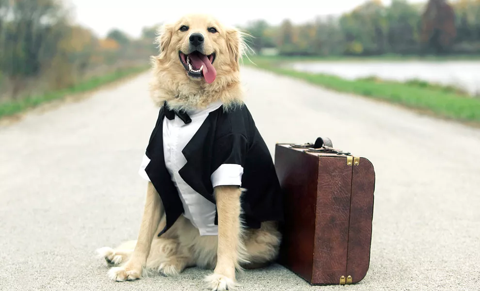   您正准备带着自己的宠物去旅行，或是搬家去另一个国家吗？让我们来告诉您，如何计划自己的旅行，从而避免遭受不愉快的经历。...
