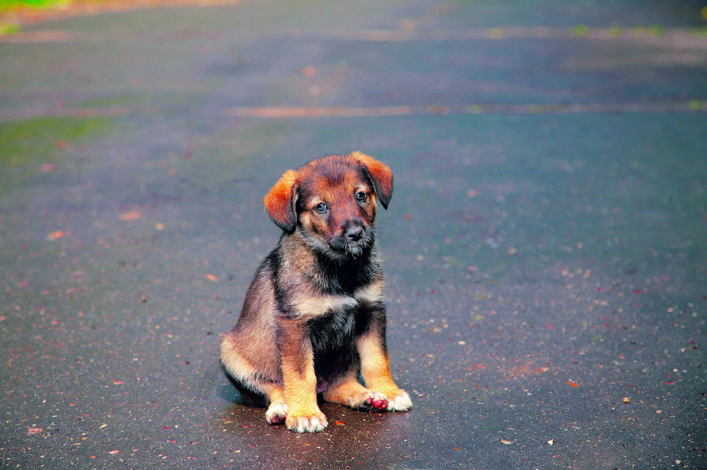 🐶Что делать, если вы взяли собаку с улицы | Собачье дело | Дзен