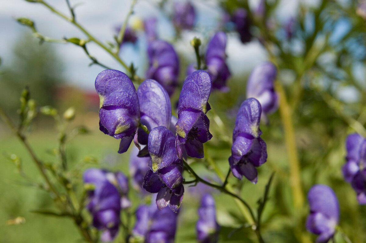 Фото с интернета