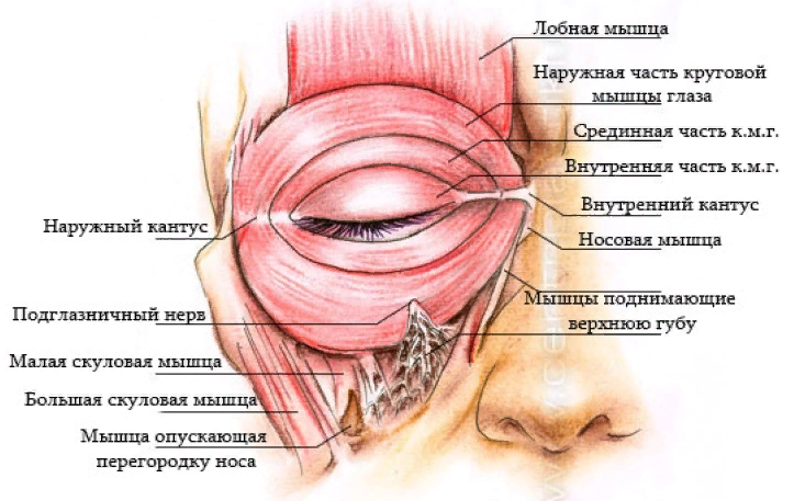 Мышца поднимающая верхнюю губу