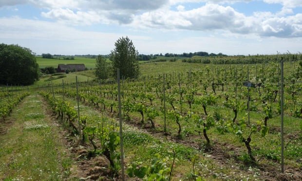 Виноградники  Hällåkra в Швеции. Фото с сайта https://www.theguardian.com/lifeandstyle/2015/jun/26/swedens-wine-industry-maturing-climate-change