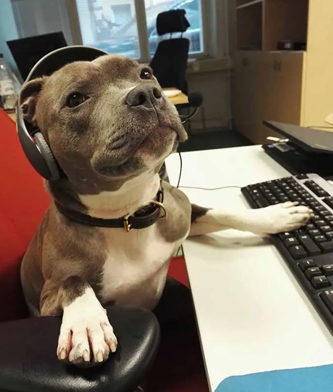 Источник фото: boredpanda.com