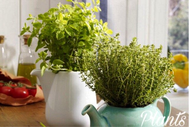 Травы можно использовать и при оформлении интерьера. 