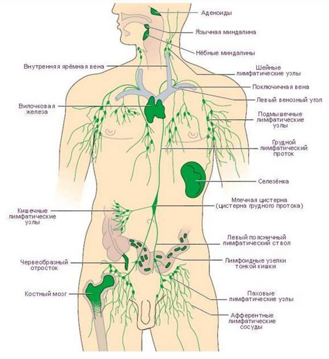 «Лимфатическая система по Ольге Бутаковой», ч. 3: Влияние на лимфосистему извне