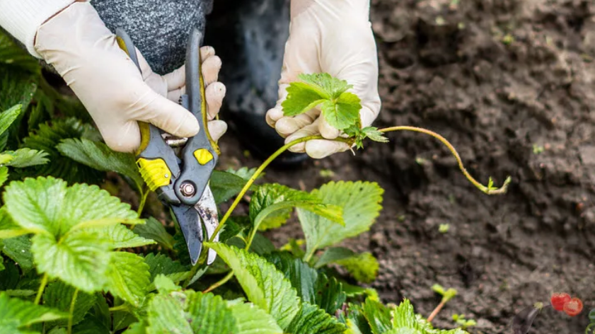 Как ухаживать за виноградом, клубникой и ягодными кустарниками в августе: обрезка, полив, подкормка, обработка от болезней и вредителей