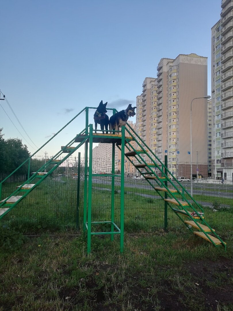 Собаки Лолита (подопечная Банды Дворян) и Хэкн (бывший подопечный Банды Дворян)