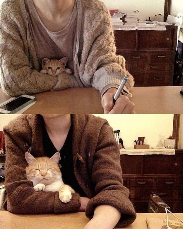 Времена меняются. Кот остаётся.