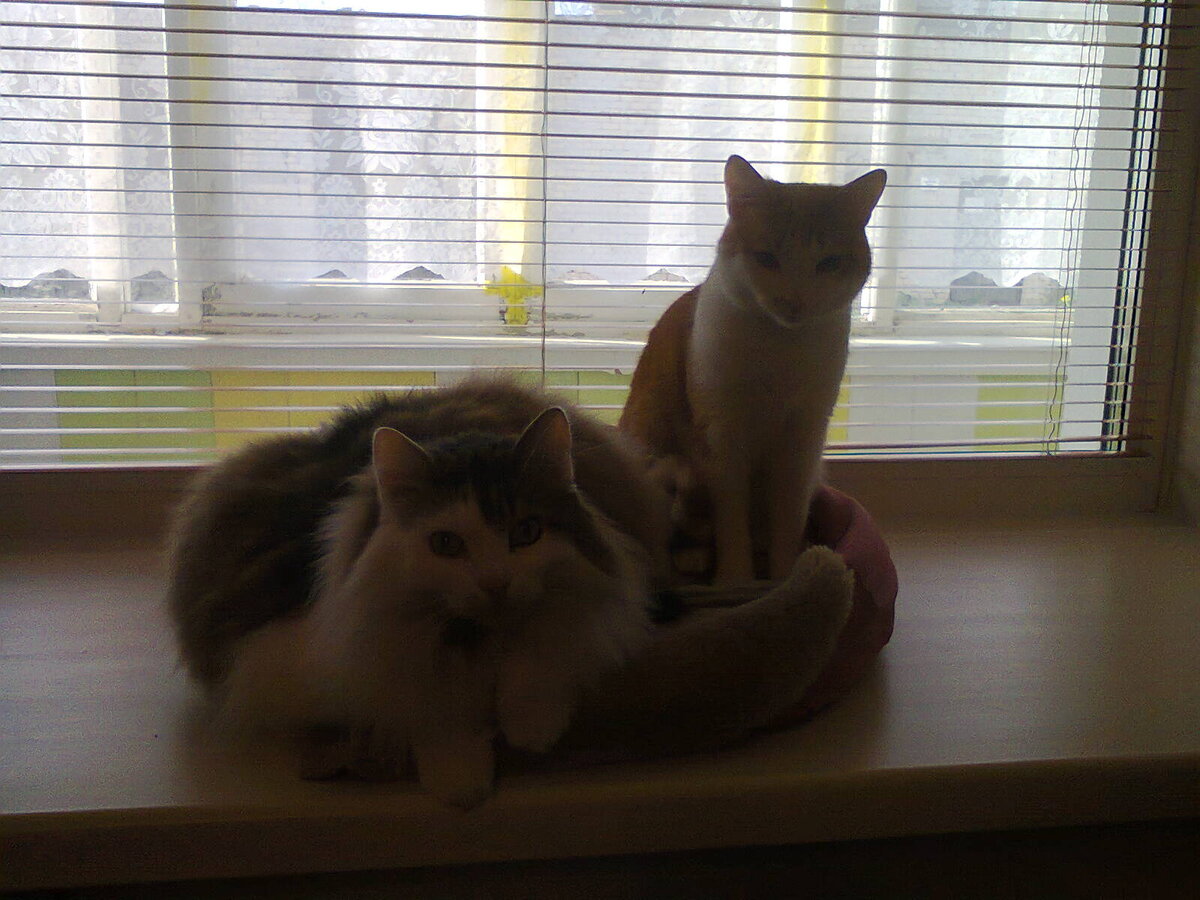 - У телевизора...) Фото из личного архива автора.