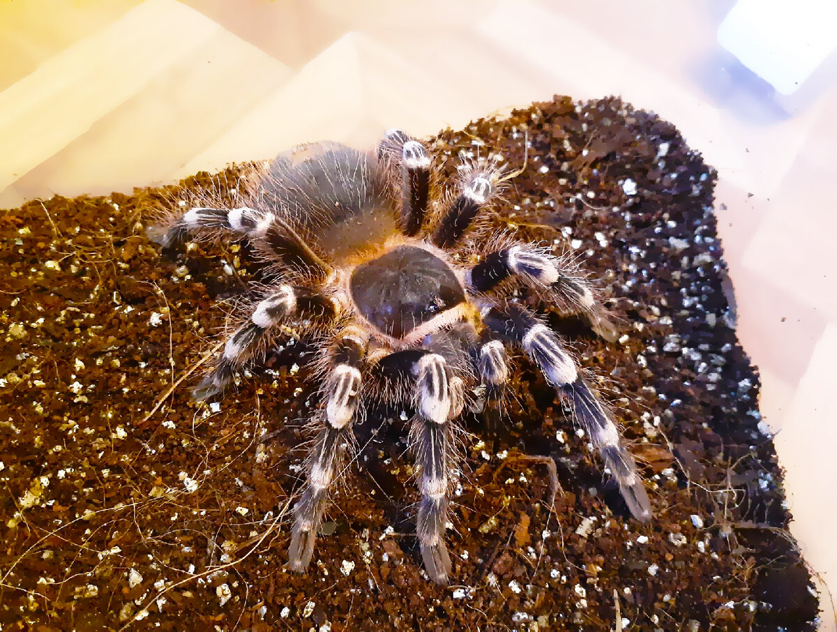 паук grammostola rosea. паук птицеед домашний. птицеед дома. тарантул птицеед домашний. тарантул птицеед домашний.