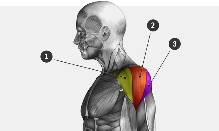 https://justsport.info/exercises/plechi-deltovidnye-uprazhneniya-osobennosti-trenirovki-anatomiya
