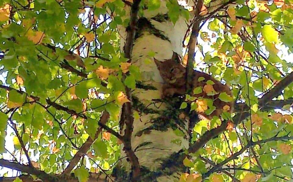 Фото – vk.com/ohotnadzorkirov