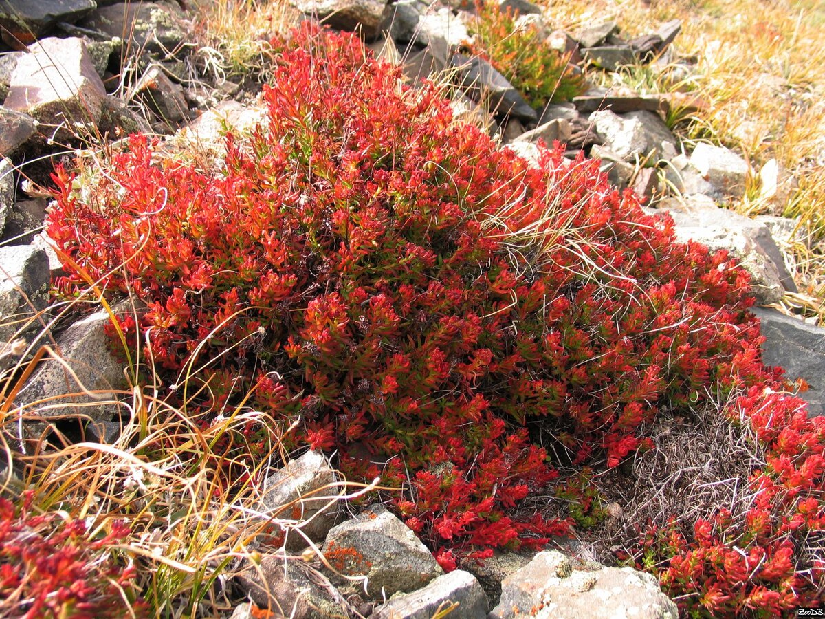 Красная щетка и ее лечебные свойства для женщин