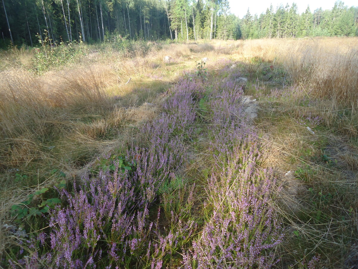 заросли вереска вокруг свежепосаженных сосен