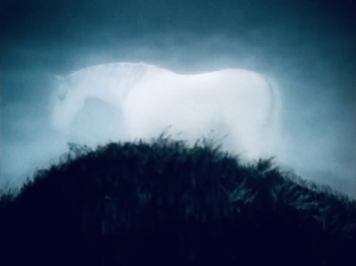 Лошадь в тумане