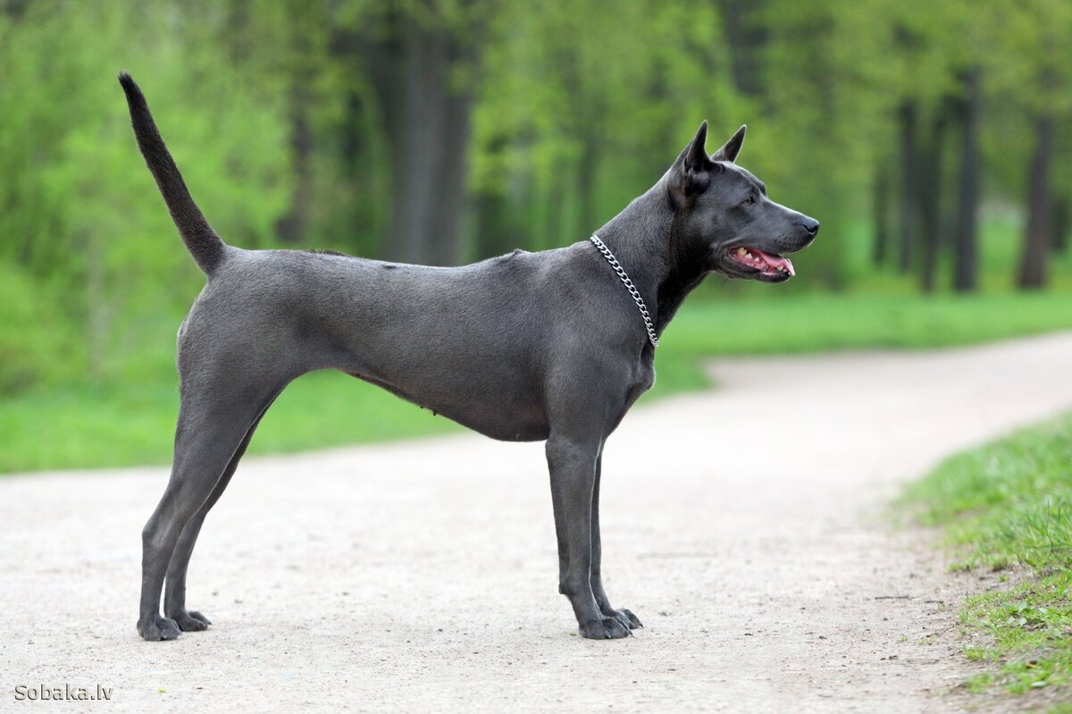 Кстати, тайские риджбеки бывают абсолютно разнообразных окрасов