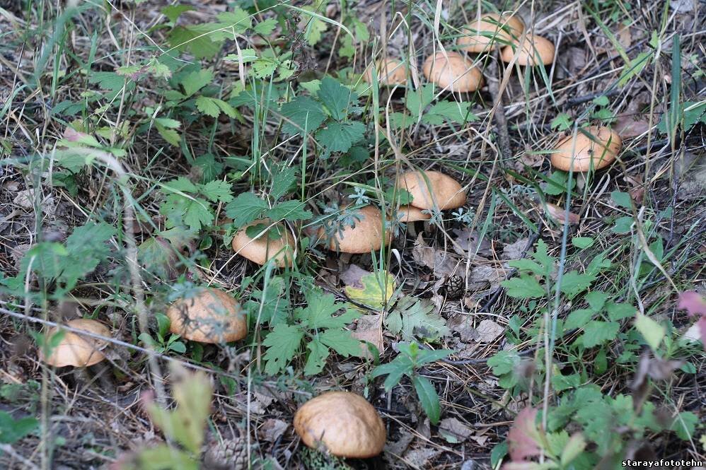 Фотография взята с сайта http://starayafototehn.ucoz.ru