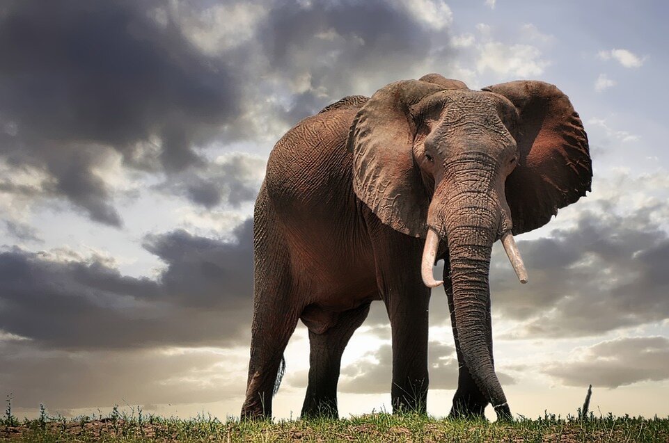 Источник: https://cdn.pixabay.com/photo/2019/06/03/22/39/elephant-4250135_960_720.jpg