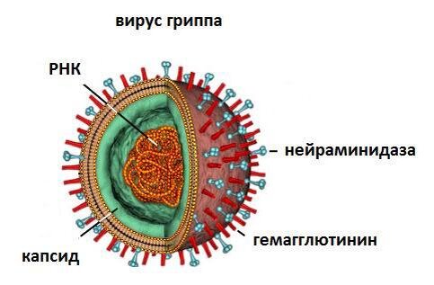 Почему бактериофаг похож на спутники связи?