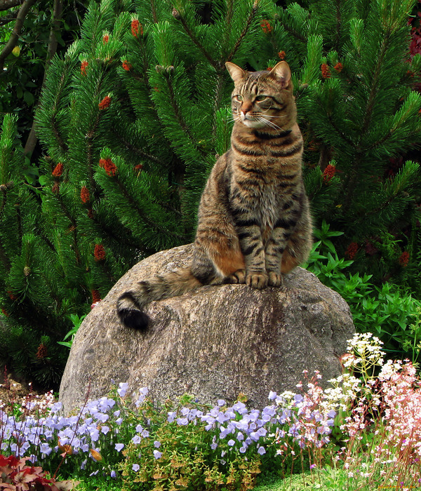 https://i.artfile.me/wallpaper/28-02-2012/2272x1704/zhivotnye-koty-koshka-kamen-cvety-sad-611191.jpg
