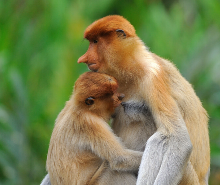 Самка кахау