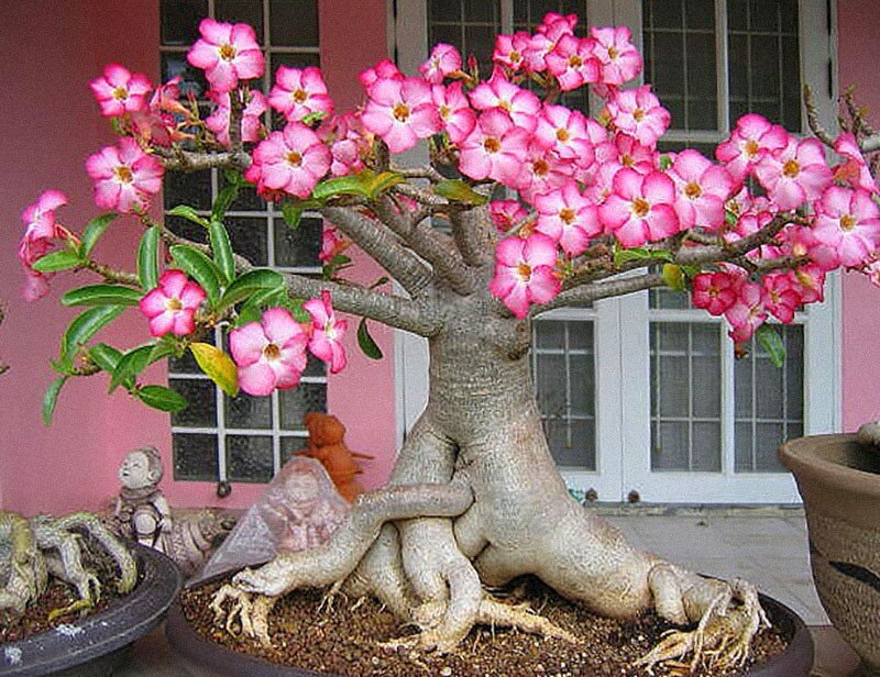 Adenium Obesum Desert Rose Mini Size