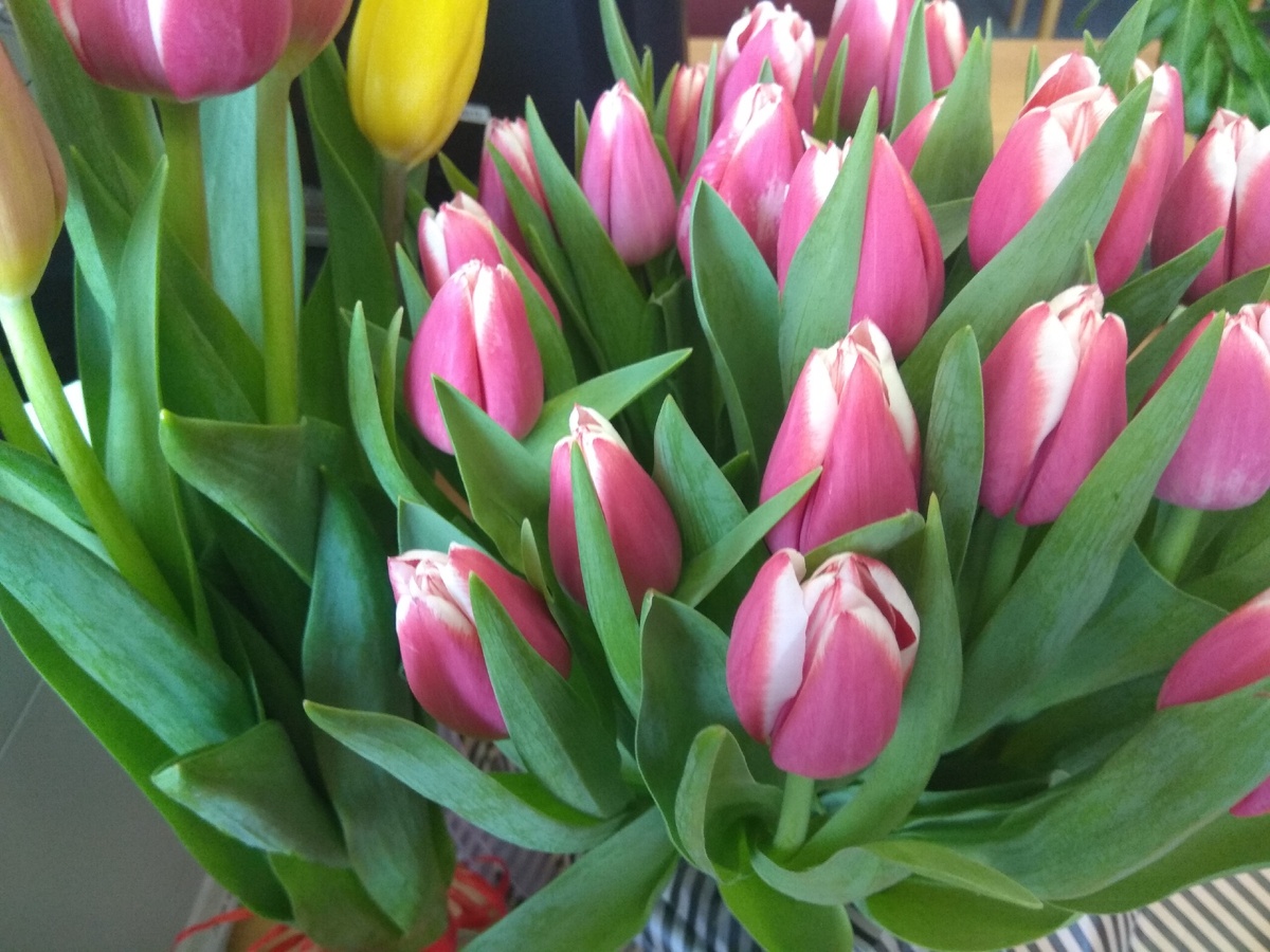 В галерее несколько фотографий тюльпанов хорошего разрешения