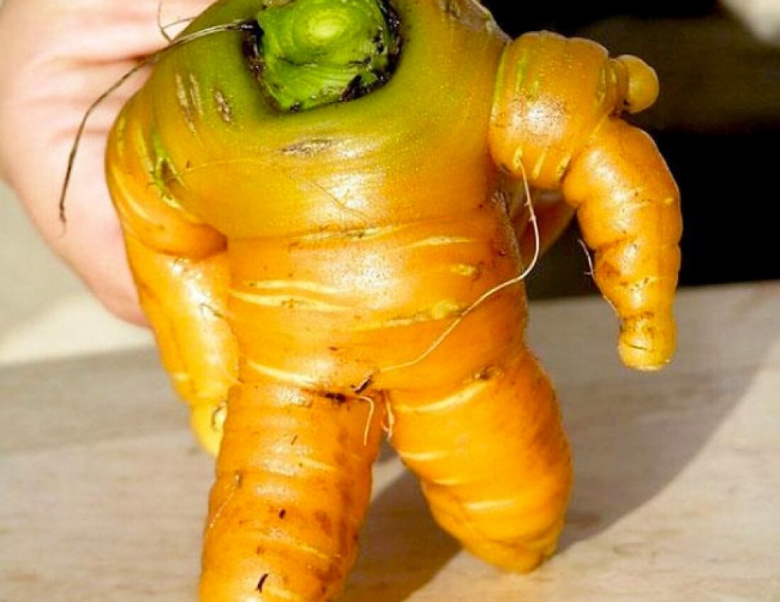 Тыква сорт йокогама. Странные овощи. Необычные овощи. Необычные формы овощей и фруктов. Йокогама сквош тыква.