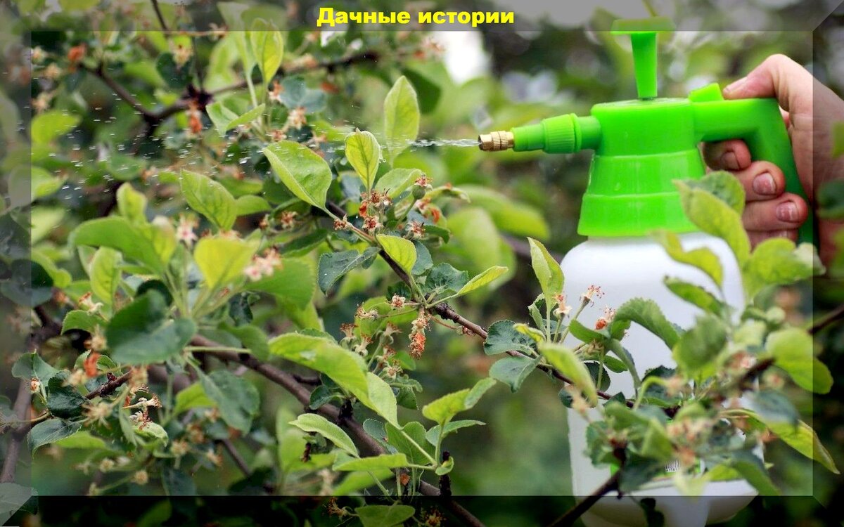 Готовим из подручных средств безопасный, но очень действенный препарат ...