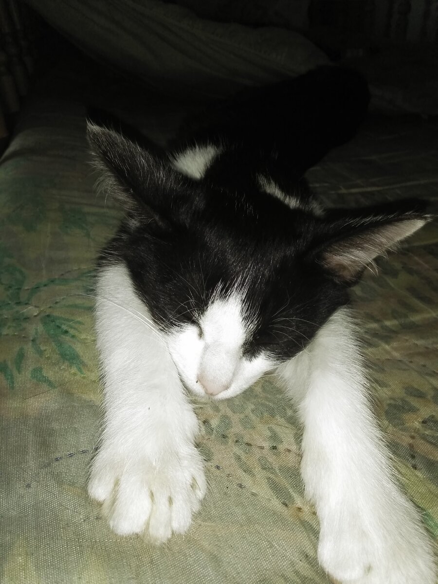 А это наша Белоснежка. Умница и красавица очень сильная охотница, иногда ловит по пять мышей за день. Очень манерная кошка с характером выберет себе только одного хозяина которого будет любить но сильно не пристает и под ногами не путается. Для любителей спокойных и не игривых кошек.