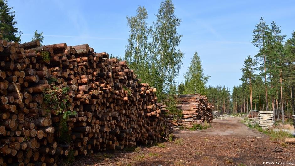 Приозерск лесная промышленность