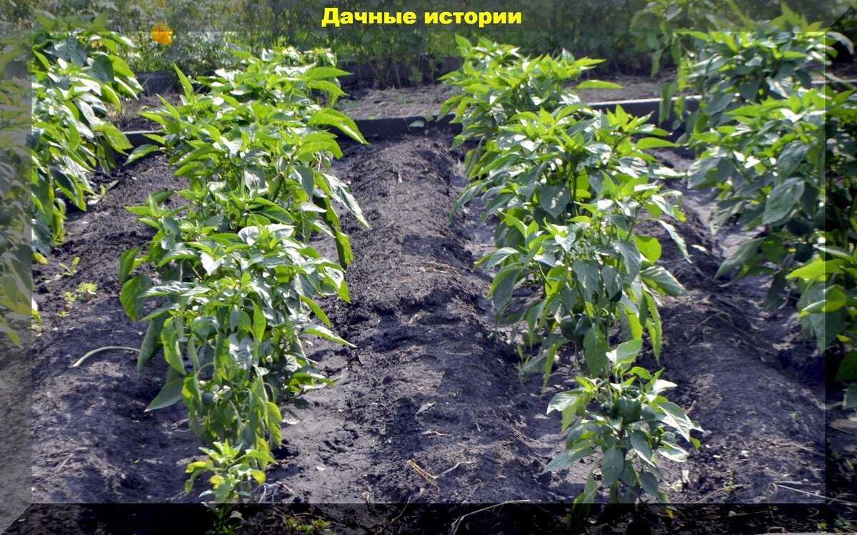 https://vk.com/photo-159774511_457248430