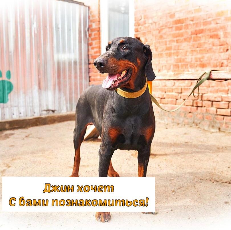 Собака по имени Джин