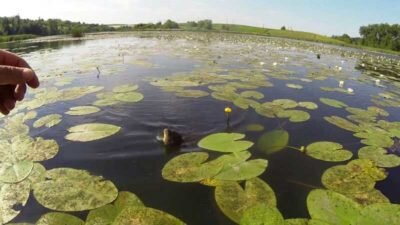 При ловле с лодки ее опускают на дно и потом подтягивают разными способами, привлекая рыбу. Когда на месте ловли с лодки существует густая растительность, то здесь рыболову придется проявить максимальную аккуратность. В этом месте получается много обрывов приманки из-за зацепов. Также надо наблюдать за глубиной, на которой происходит поклевка. Ведь при разной погоде рыба ведет себя по-разному.
