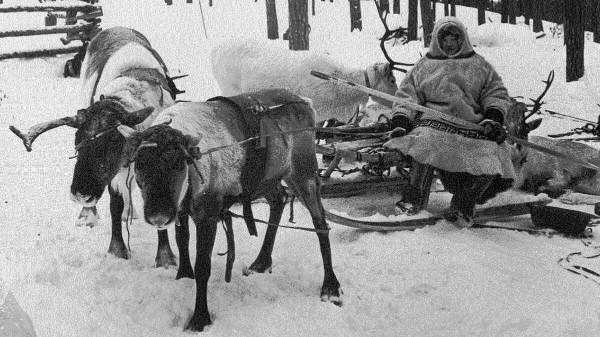 Перевал Дятлова. Оленья упряжка- нарты. 
