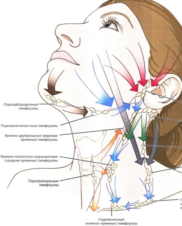 Схема лимфы на лице человека движение