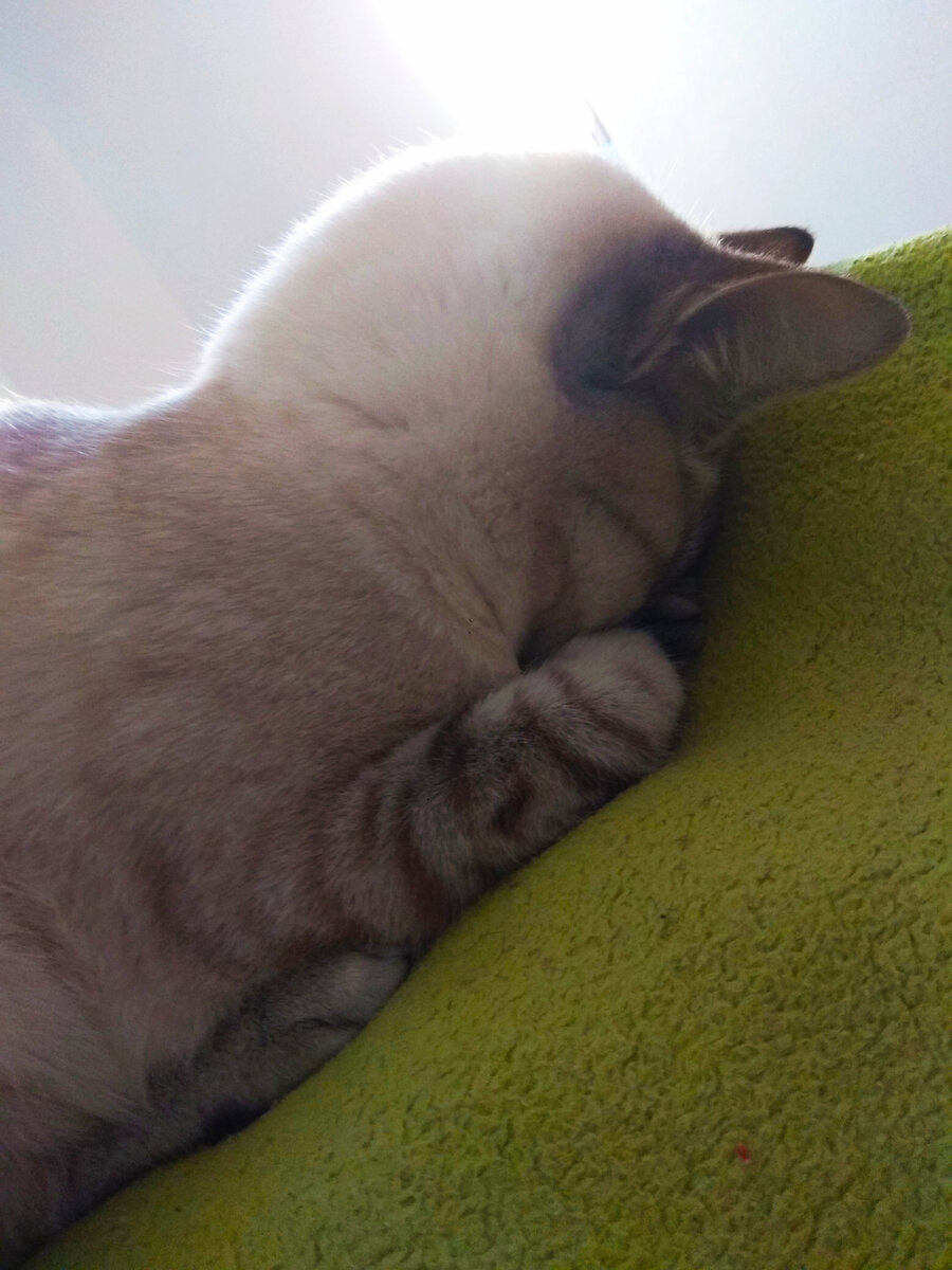 Мило смотрится котик, прячущий мордочку в плед. Человек же, который пытается всеми силами сохранить свою зону комфорта, пряча голову в песок, вынужден будет сталкиваться с большим количеством проблем, которые рано или поздно помогут проснуться. Фото автора, спасибо любимой Бусинке за фотоконтент)