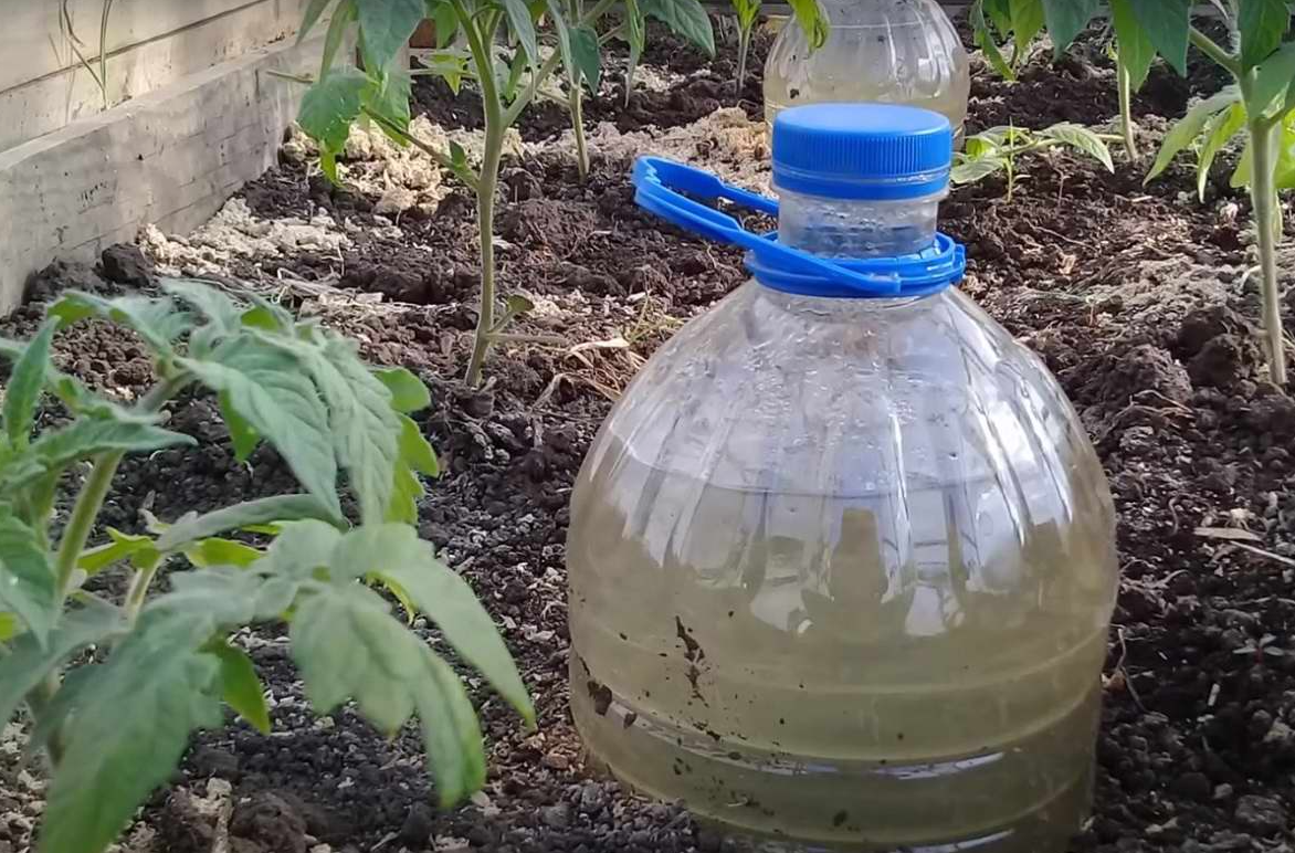 пластиковые бутылки для полива грядок. пластиковые бутылки для полива огорода. капельный полив из пластиковых бутылок. капельный полив пластиковыми бутылками. капельный автополив для теплицы.