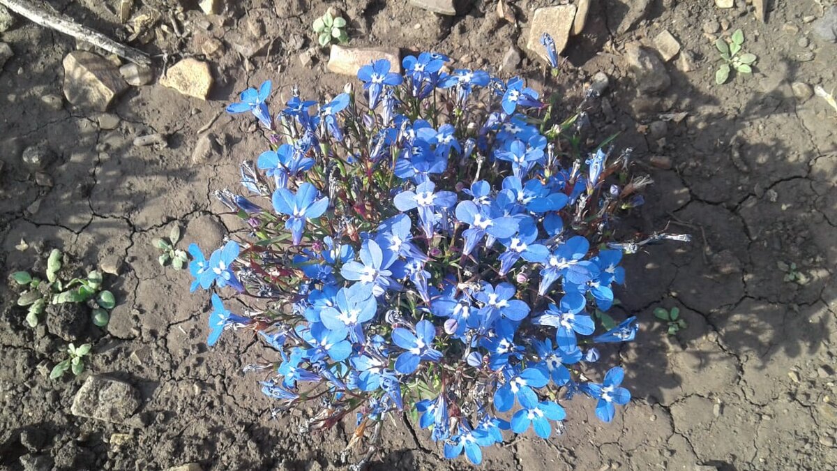 Такие нежные лобелии. Фото автора