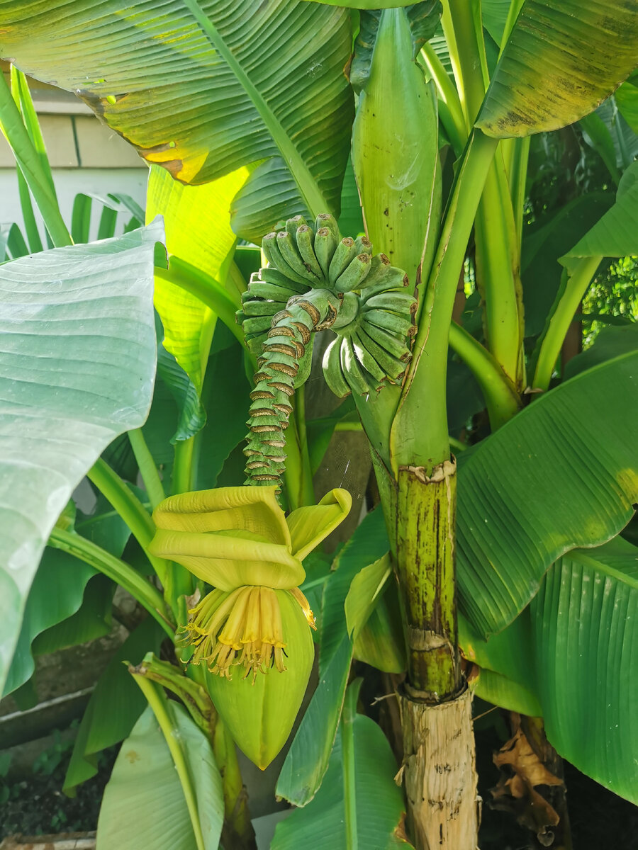 Бананы здесь не вызревают, такими малышами и остаются. Мне просто нравится их зелень. 