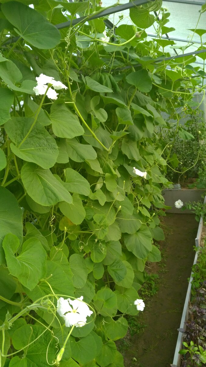 Моя лагенария