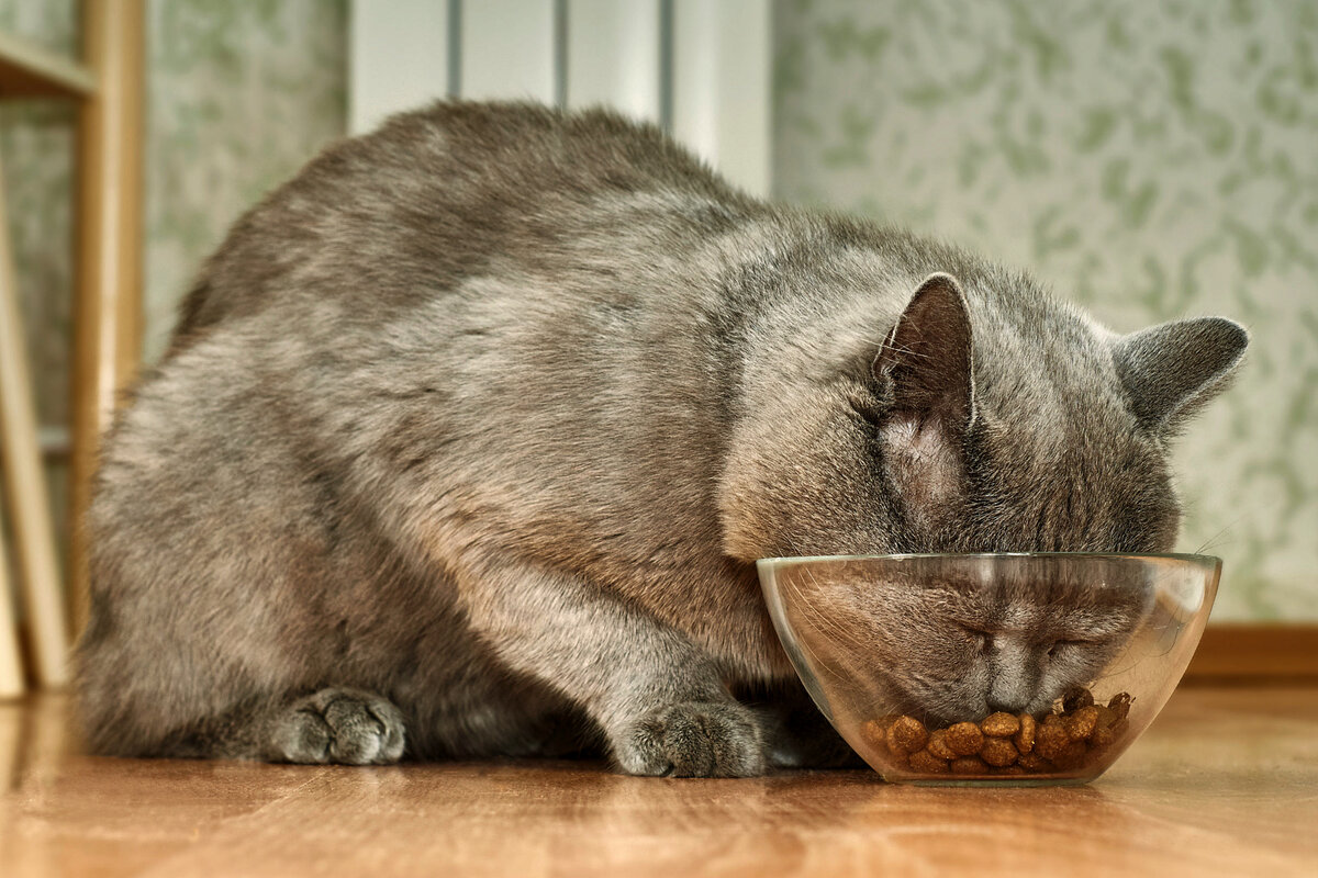 Британцу сложно угодить. Желая побаловать друга, выдали ему изысканный корм? Считайте, что от «обычных» он теперь станет воротить физиономию.