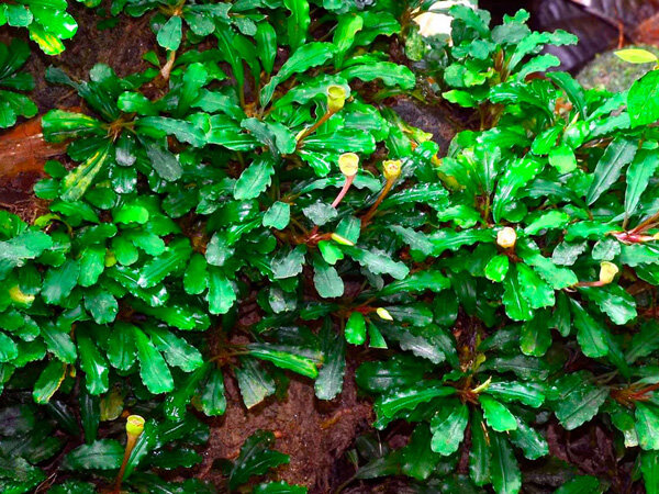  Bucephalandra sp. Sintang