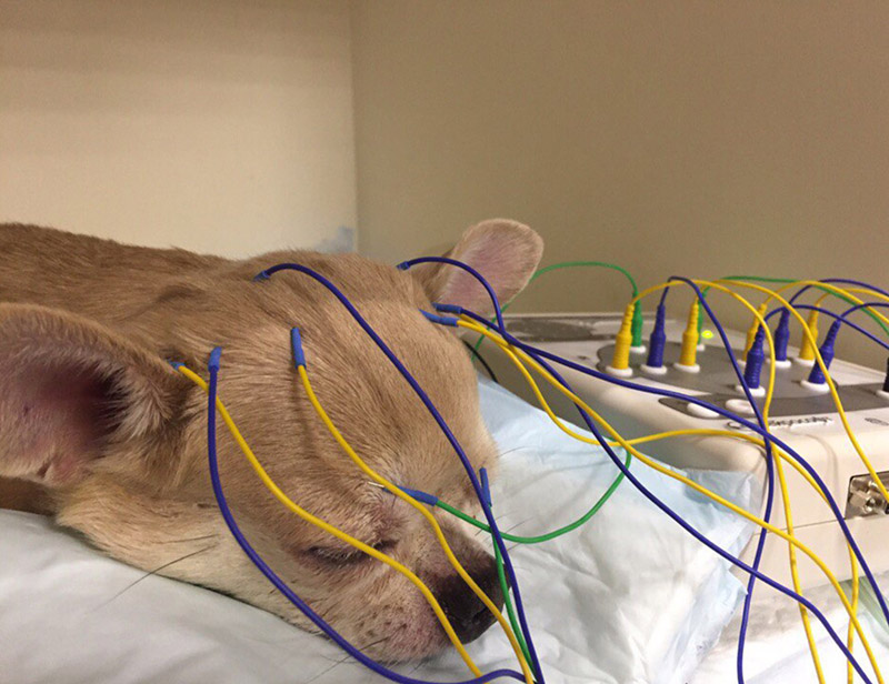 Отек мозга у собаки. Электроэнцефалография собаки. ЭЭГ головного мозга животных. Электрокардиография животных.