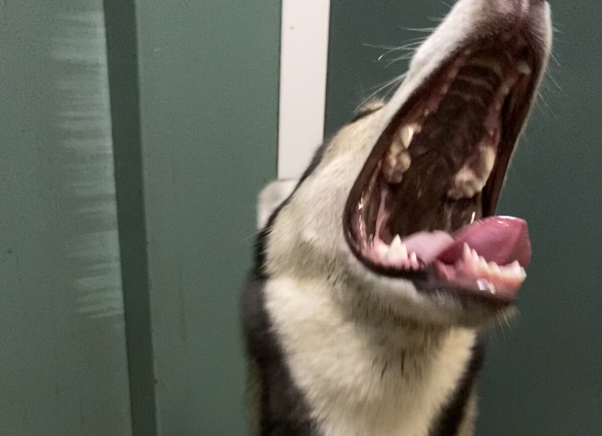 Зверюга! Зевает :)