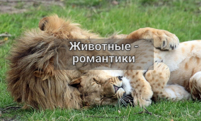 Любовь она такая...